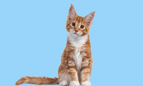 Feline Behaviour and Psychology
