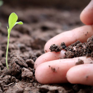 Environmental Health